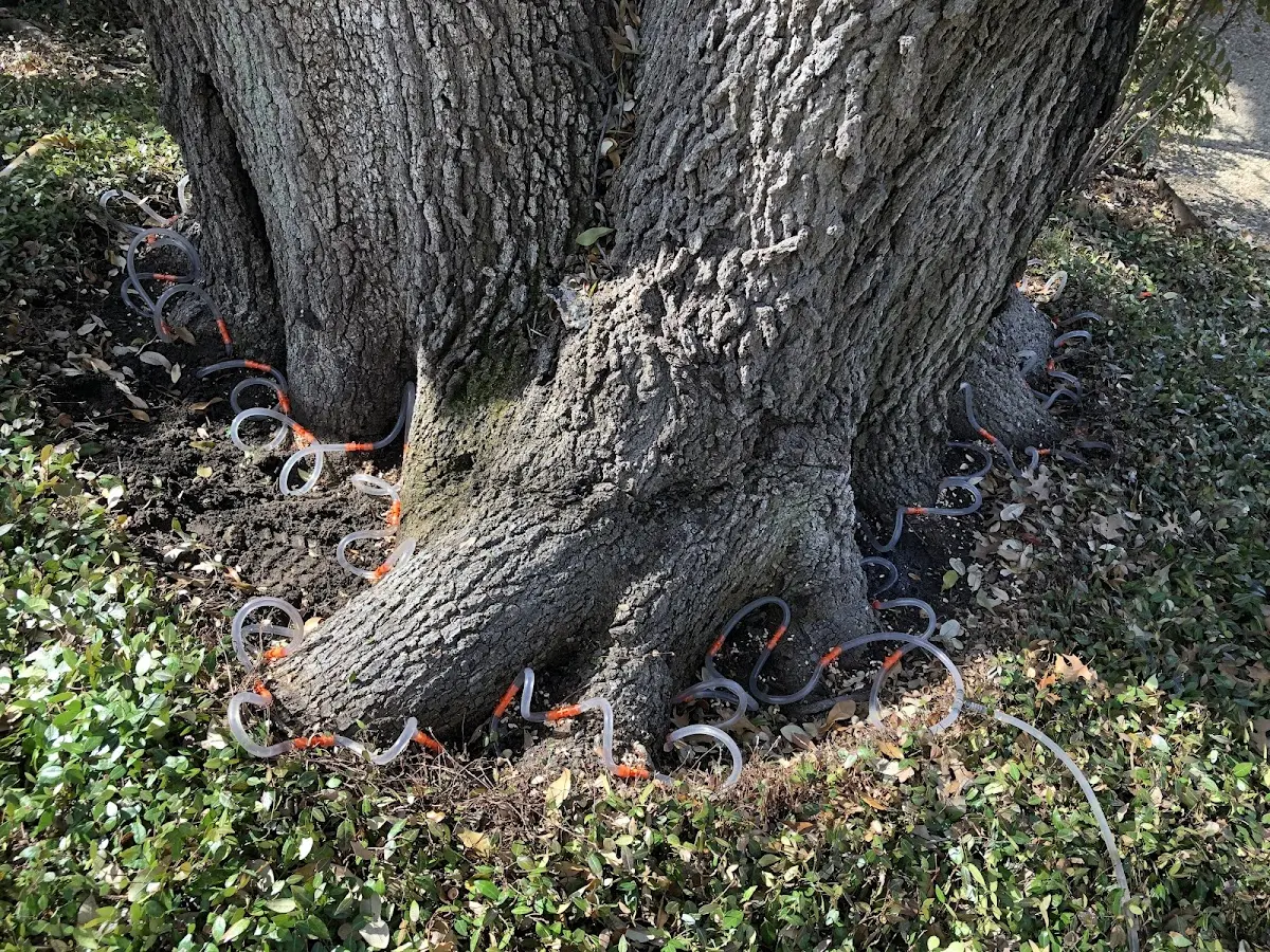 Detailed Tree Cabling and Bracing job site in Fairview