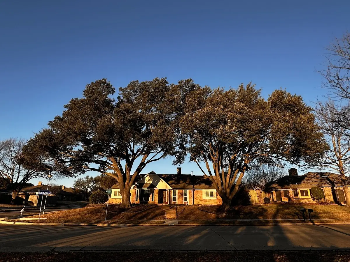 Established residential canopy tree shading a home in Fairview
